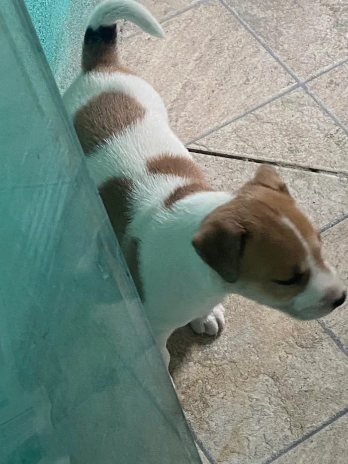 Cachorro ra a SRD-ViraLata idade Abaixo de 2 meses nome Vitória 