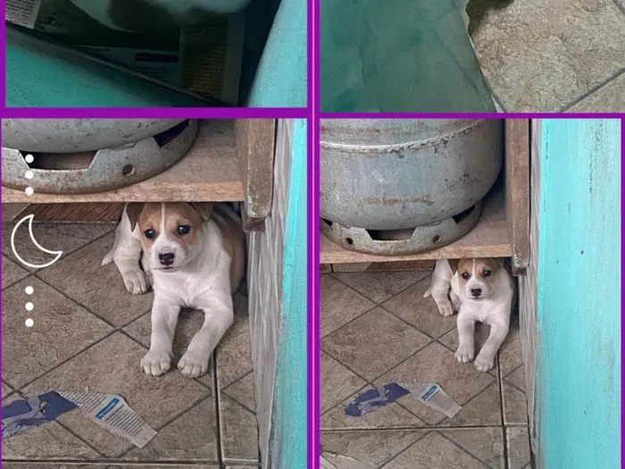 Cachorro ra a SRD-ViraLata idade Abaixo de 2 meses nome Vitória 