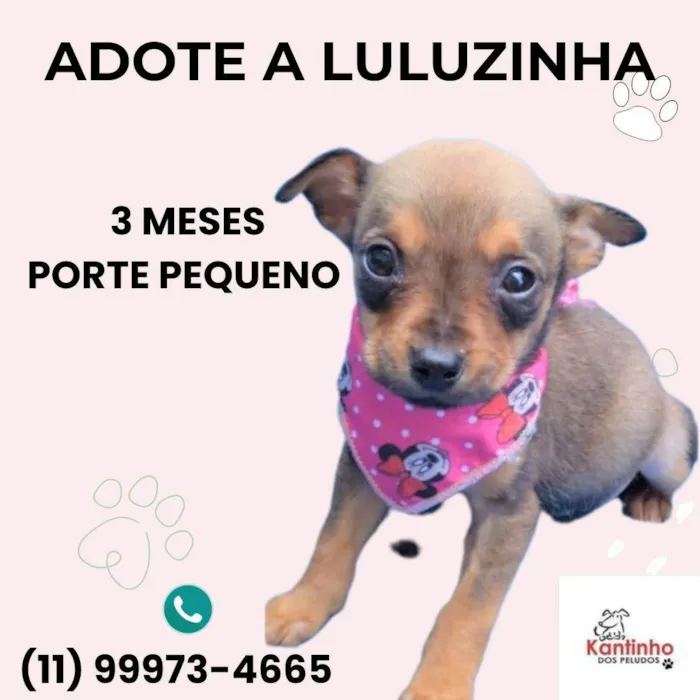 Cachorro ra a SRD-ViraLata idade 2 a 6 meses nome Luluzinha 