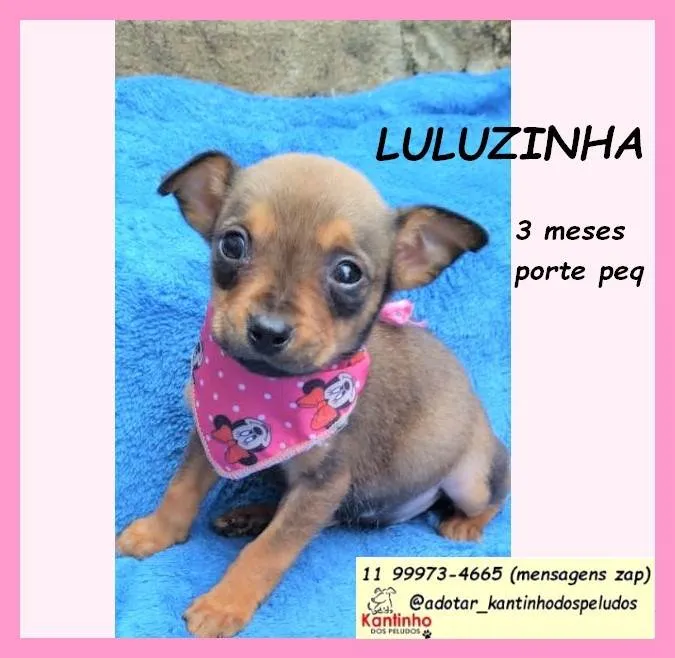 Cachorro ra a SRD-ViraLata idade 2 a 6 meses nome Luluzinha 