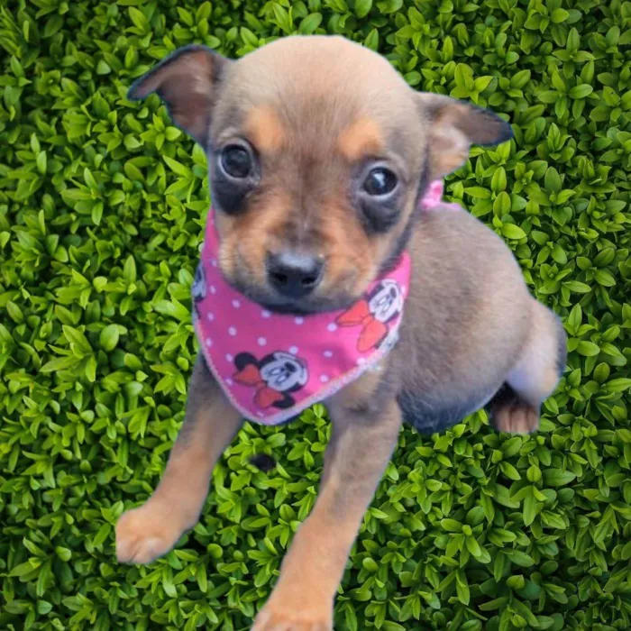 Cachorro ra a SRD-ViraLata idade 2 a 6 meses nome Luluzinha 