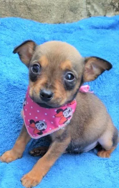 Cachorro ra a SRD-ViraLata idade 2 a 6 meses nome Luluzinha 