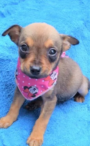 Cachorro ra a SRD-ViraLata idade 2 a 6 meses nome Luluzinha 