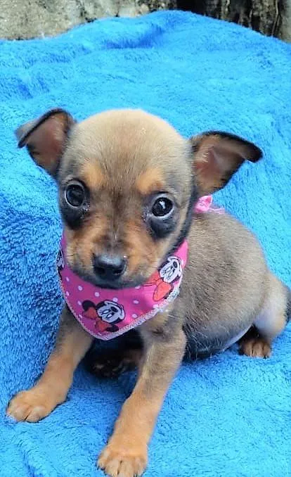 Cachorro ra a SRD-ViraLata idade 2 a 6 meses nome Luluzinha 
