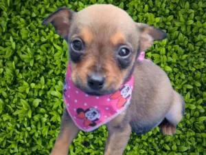 Cachorro raça SRD-ViraLata idade 2 a 6 meses nome Luluzinha 