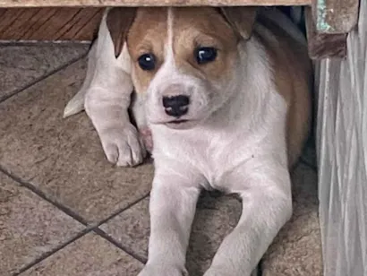 Cachorro raça SRD-ViraLata idade Abaixo de 2 meses nome Vitória 