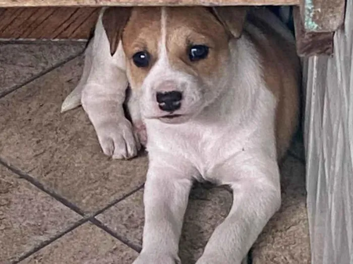Cachorro ra a SRD-ViraLata idade Abaixo de 2 meses nome Vitória 