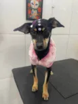Amora