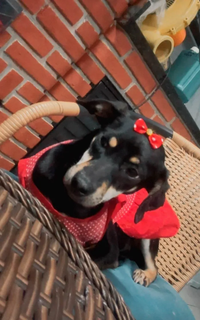 Cachorro ra a SRD-ViraLata idade 7 a 11 meses nome Amora
