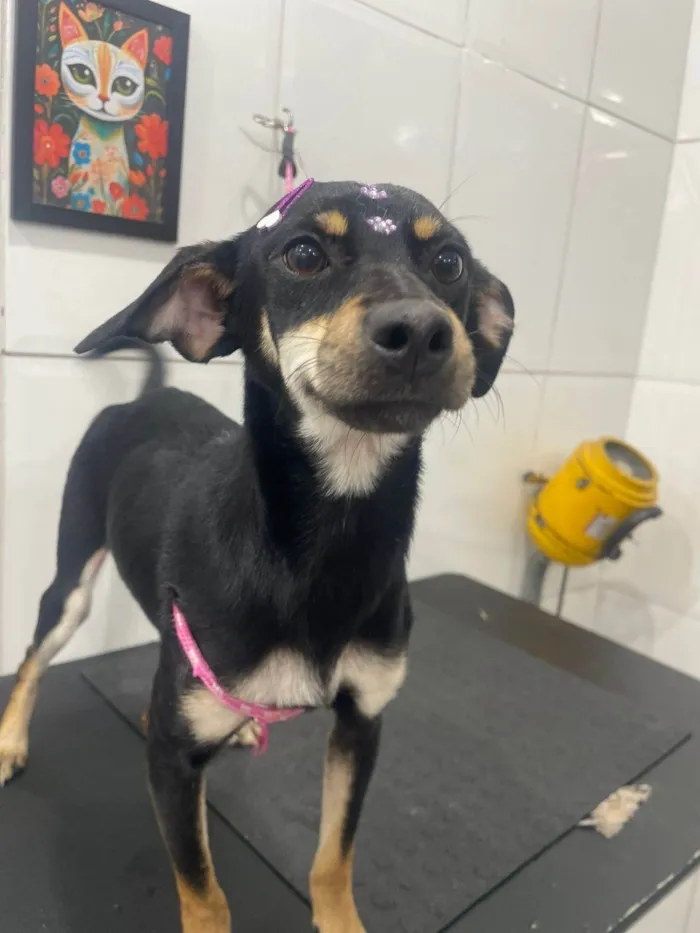 Cachorro ra a SRD-ViraLata idade 7 a 11 meses nome Amora