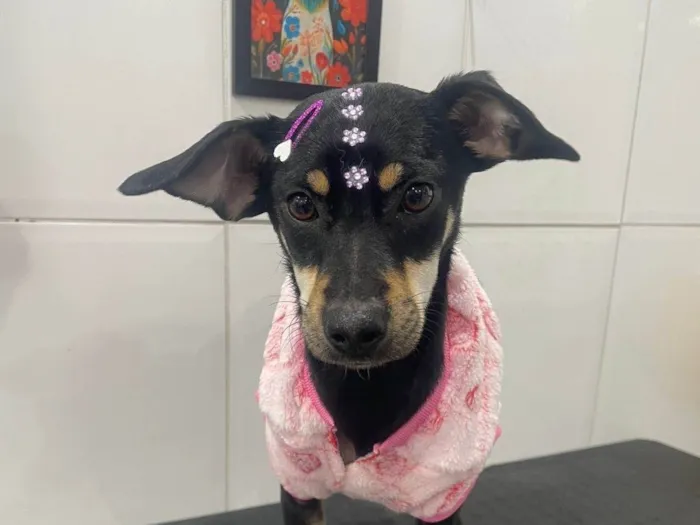 Cachorro ra a SRD-ViraLata idade 7 a 11 meses nome Amora