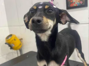 Cachorro raça SRD-ViraLata idade 7 a 11 meses nome Amora