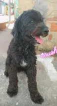 Bob