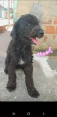 Bob