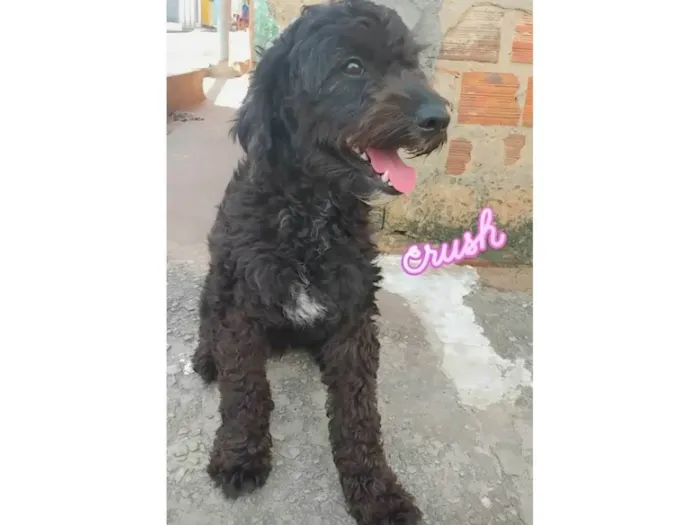 Cachorro ra a Poodle idade 3 anos nome Bob