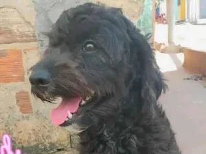 Cachorro raça Poodle idade 3 anos nome Bob