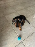 Bob