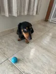Bob