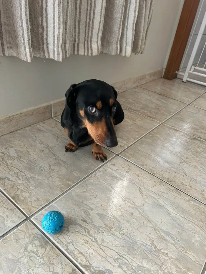 Cachorro ra a SRD-ViraLata idade 5 anos nome Bob