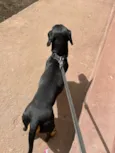 Bob