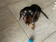Bob