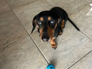 Cachorro raça SRD-ViraLata idade 5 anos nome Bob