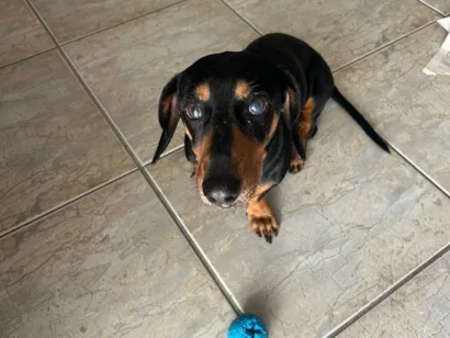 Cachorro raça SRD-ViraLata idade 5 anos nome Bob