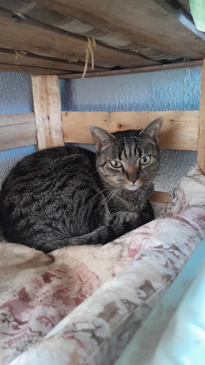 Gato ra a SRD-ViraLata idade 2 anos nome Aurora