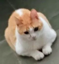 Gato ra a SRD-ViraLata idade 4 anos nome Mingau