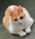 Mingau