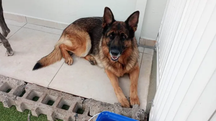 Cachorro ra a Pastor Alemão idade 2 anos nome Tam Tam 