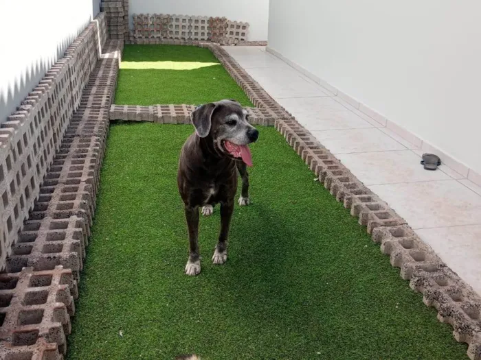Cachorro ra a SRD-ViraLata idade 5 anos nome Jurema 