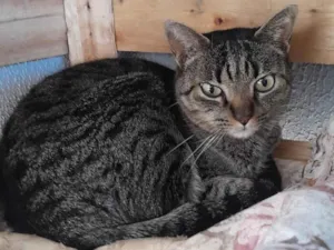 Gato raça SRD-ViraLata idade 2 anos nome Aurora