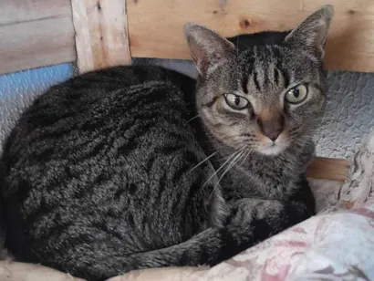 Gato raça SRD-ViraLata idade 2 anos nome Aurora