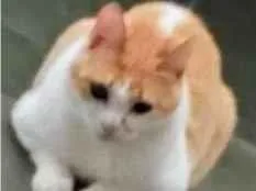 Gato raça SRD-ViraLata idade 4 anos nome Mingau
