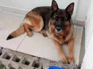 Cachorro raça Pastor Alemão idade 2 anos nome Tam Tam 