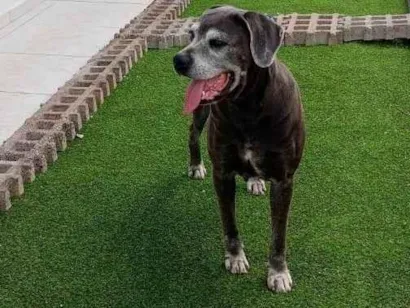 Cachorro raça SRD-ViraLata idade 5 anos nome Jurema 