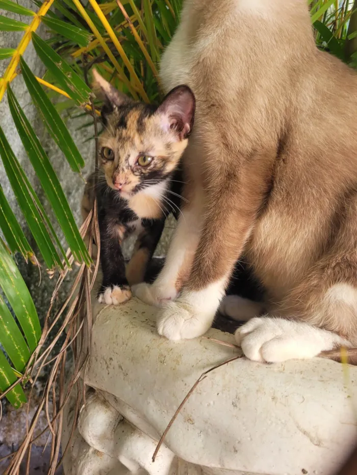 Gato ra a SRD-ViraLata idade 2 a 6 meses nome Lala