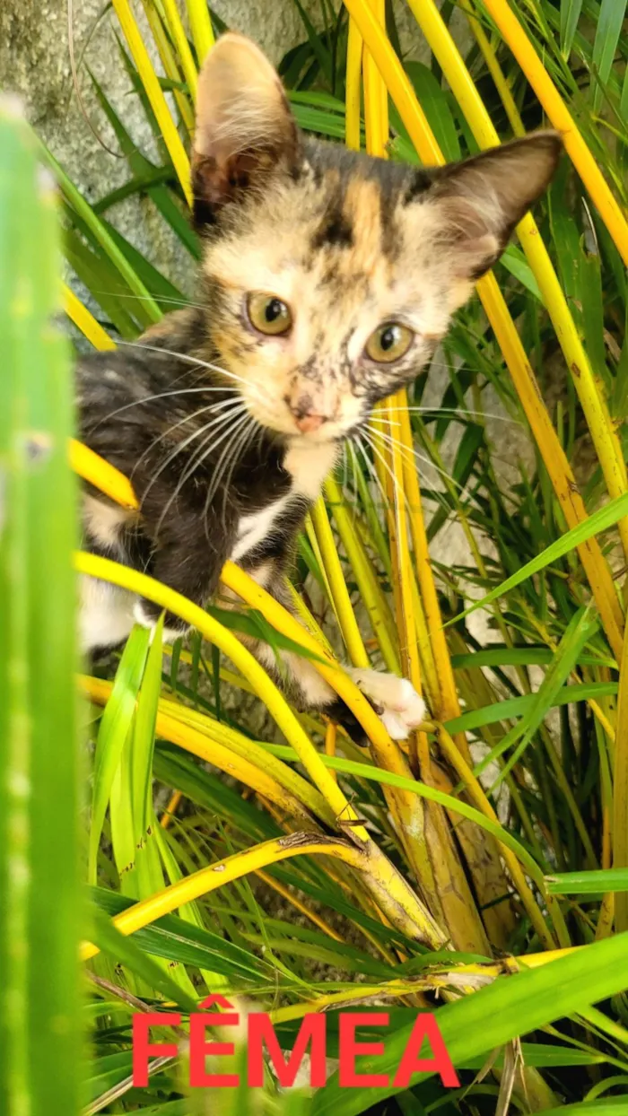 Gato ra a SRD-ViraLata idade 2 a 6 meses nome Lala