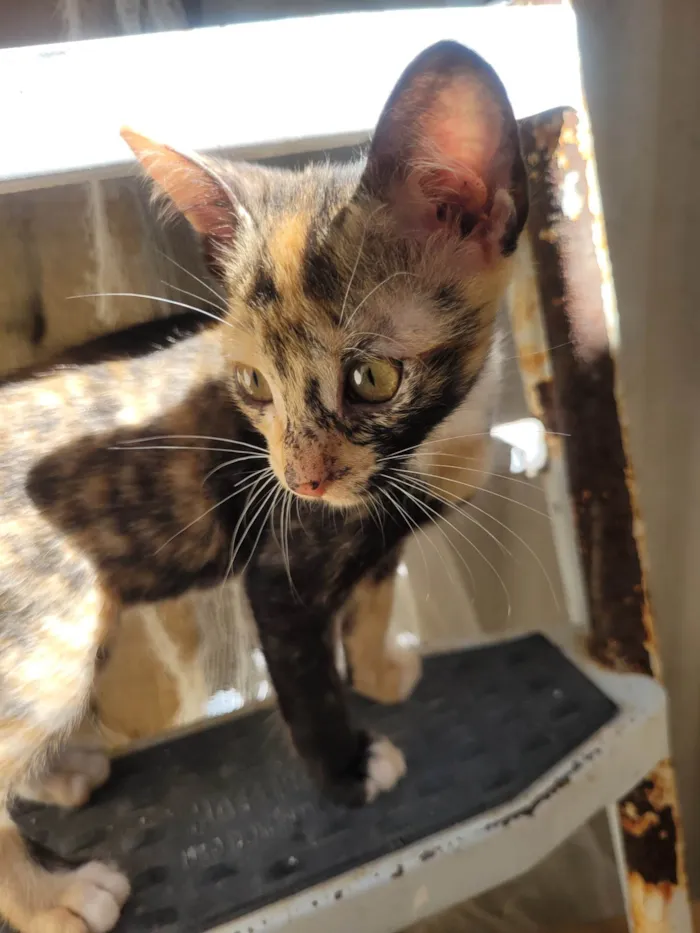 Gato ra a SRD-ViraLata idade 2 a 6 meses nome Lala