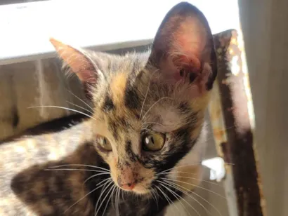 Gato raça SRD-ViraLata idade 2 a 6 meses nome Lala