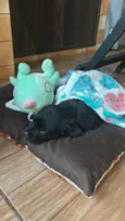 Maya