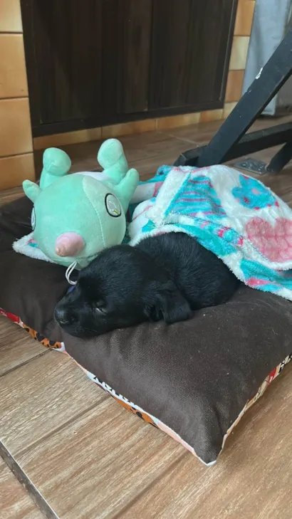 Cachorro raça SRD-ViraLata idade Abaixo de 2 meses nome Maya