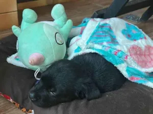Cachorro raça SRD-ViraLata idade Abaixo de 2 meses nome Maya