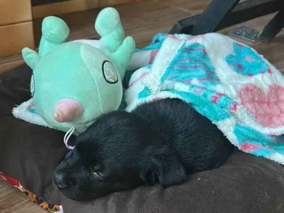 Cachorro raça SRD-ViraLata idade Abaixo de 2 meses nome Maya