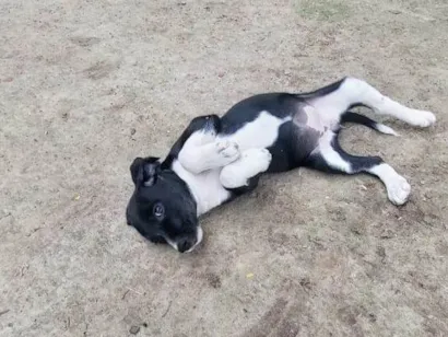 Cachorro raça SRD-ViraLata idade 2 a 6 meses nome PRETA GIL