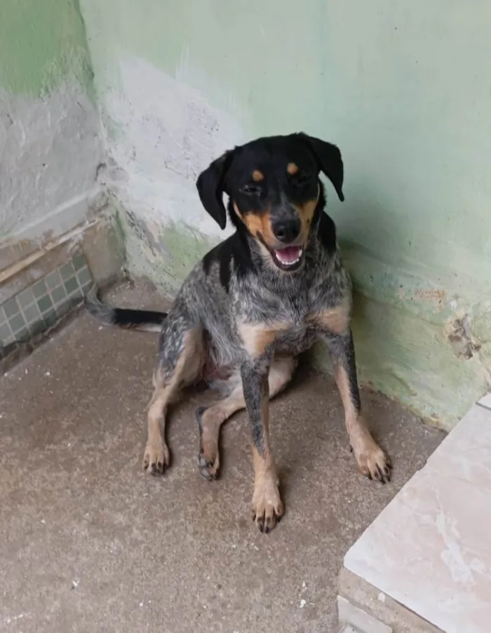 Cachorro ra a SRD-ViraLata idade 1 ano nome Amora