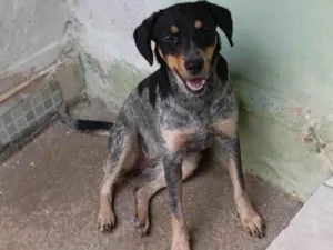 Cachorro raça SRD-ViraLata idade 1 ano nome Amora