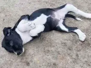 Cachorro raça SRD-ViraLata idade 2 a 6 meses nome PRETA GIL