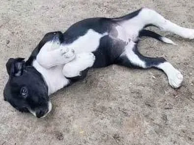 Cachorro raça SRD-ViraLata idade 2 a 6 meses nome PRETA GIL